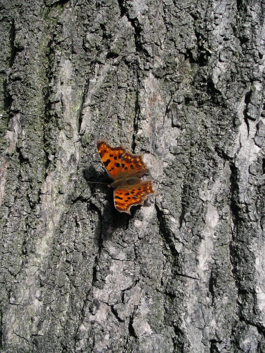 butterfly, nature, tree, forest, old tree, wing, spring, animal wildlife HD wallpaper