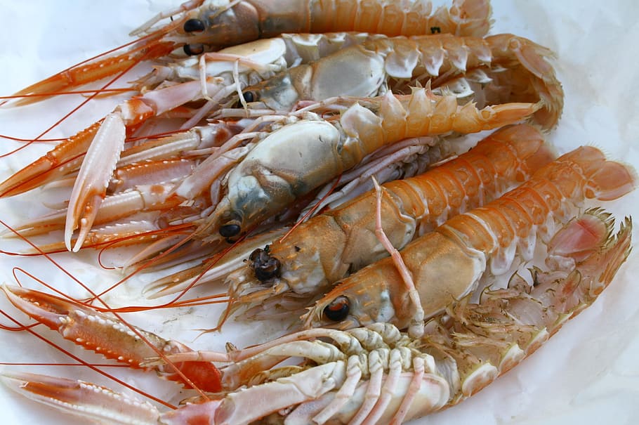 langoustine, shellfish, seafood, delicious, dish, cuisine, food and drink HD wallpaper