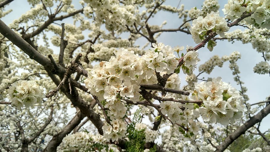 pear, spring, white flowers, flowering plant, fragility, blossom HD wallpaper