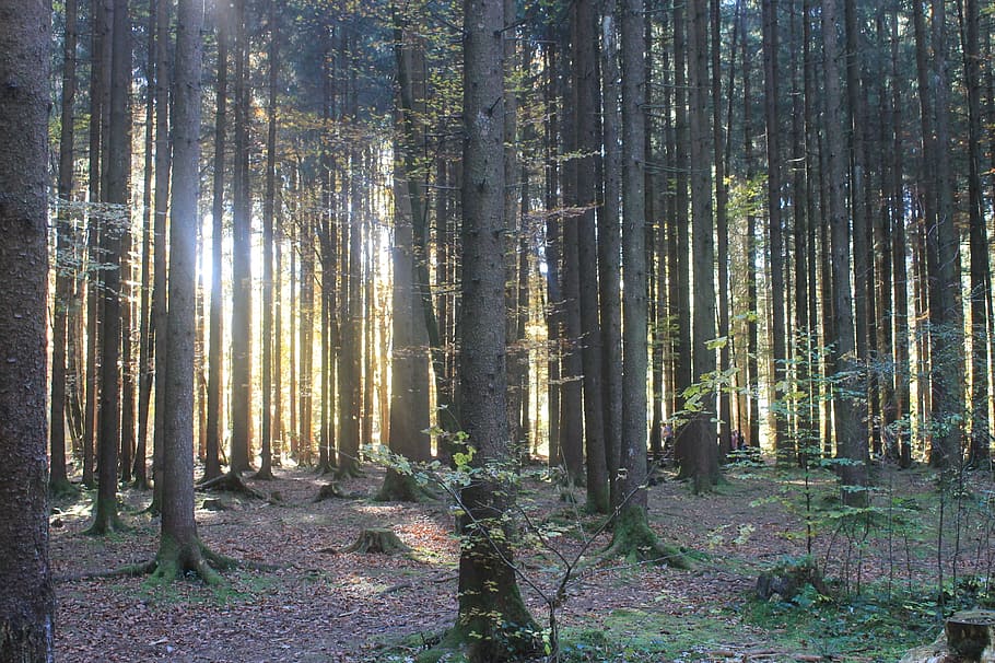 light, forrest, nature, forest, tree, land, plant, woodland HD wallpaper