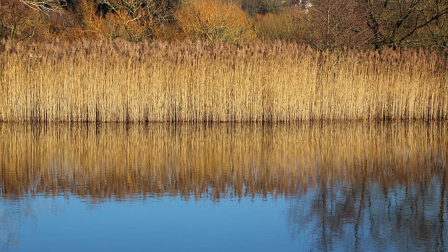 reed, light, grass, nature, landscape, golden, beautiful, lake HD wallpaper