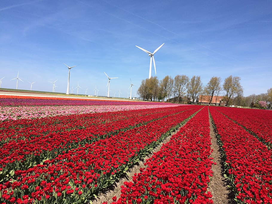 tulip, tulips, netherlands, spring, flowers, bloom, bulbs, red tulip HD wallpaper