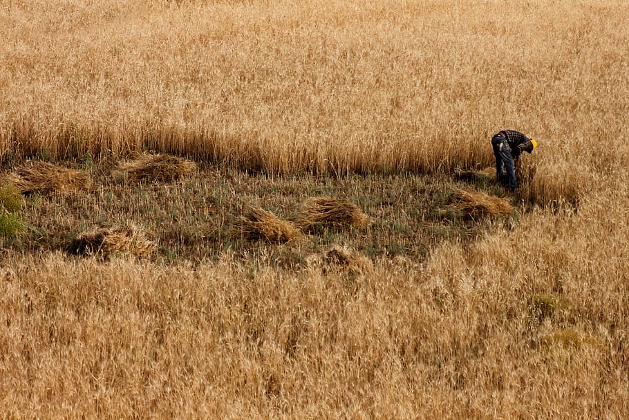 Field, Wheat, Orak, Mow, Worker, Nature, spike, mardin, grass HD wallpaper