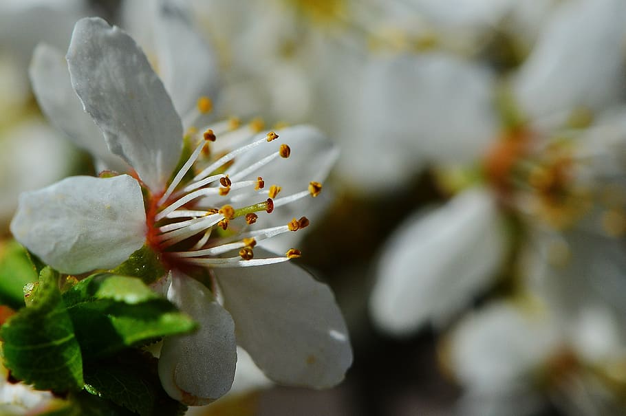 spring, blossom, bloom, nature, plant, close-up, selective focus HD wallpaper