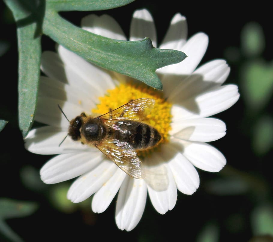 bee, blossom, bloom, pollen, nectar, margarithe, close, flower HD wallpaper