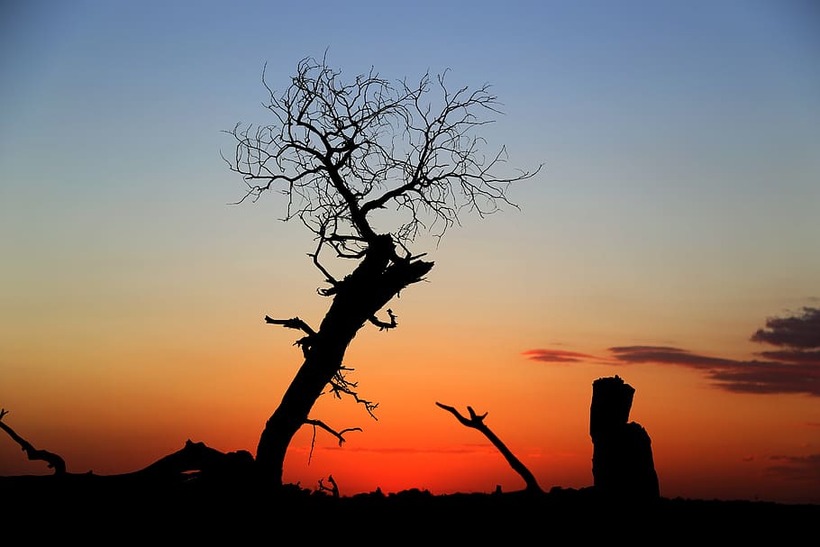 sun, sunset, at dusk, sky, silhouette, beauty in nature, tree HD wallpaper