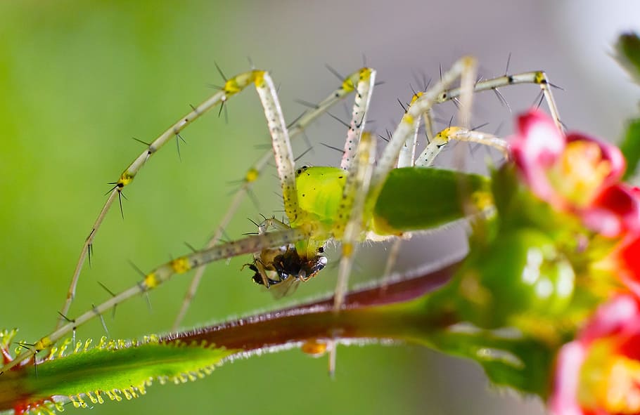 spider, insect, india, animal, animal themes, invertebrate HD wallpaper