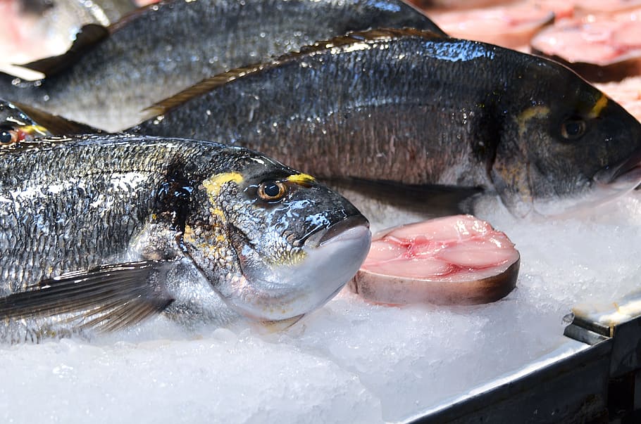 food, meat, fish, seafood, freshness, animal, food and drink HD wallpaper