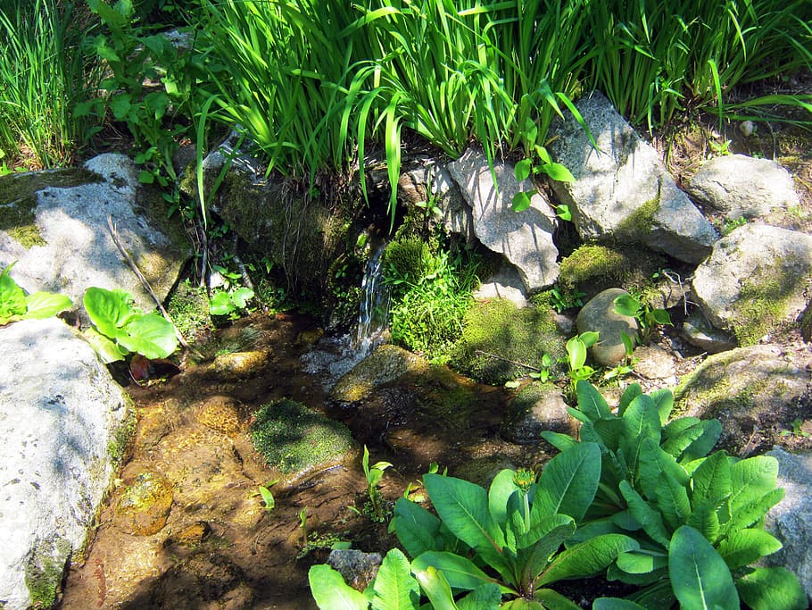 bach, vosges, spring, sunny, source, nature, outdoors, leaf HD wallpaper