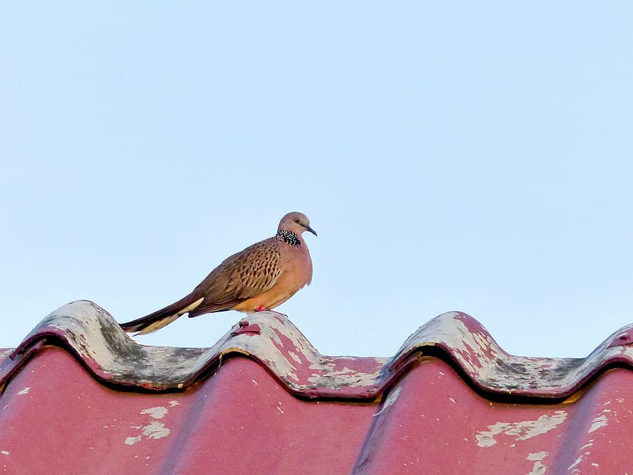 dove, bird, sky, roof, dom, hope, peace, white, wing, feather HD wallpaper