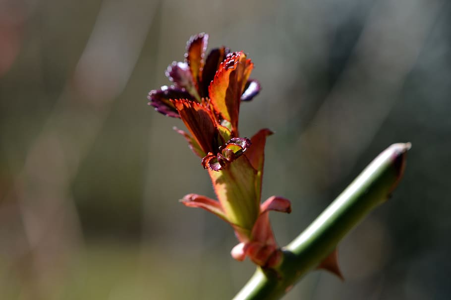 bud, blossom, bloom, nature, plant, close, spring, flower, fragility HD wallpaper