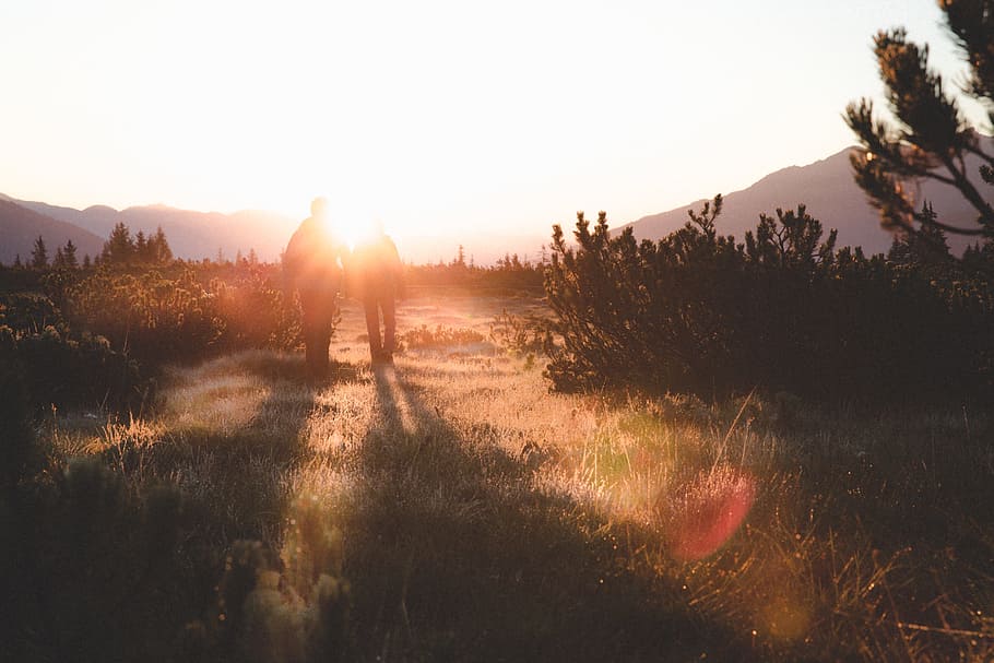 sunlight, sunshine, sunrise, sunset, tree, plant, mountain HD wallpaper