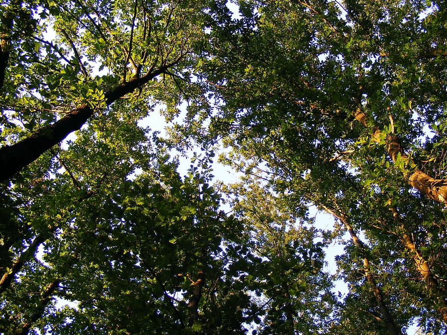 nature, plants, trees, oak, jove 39 s, low angle view, beauty in nature HD wallpaper