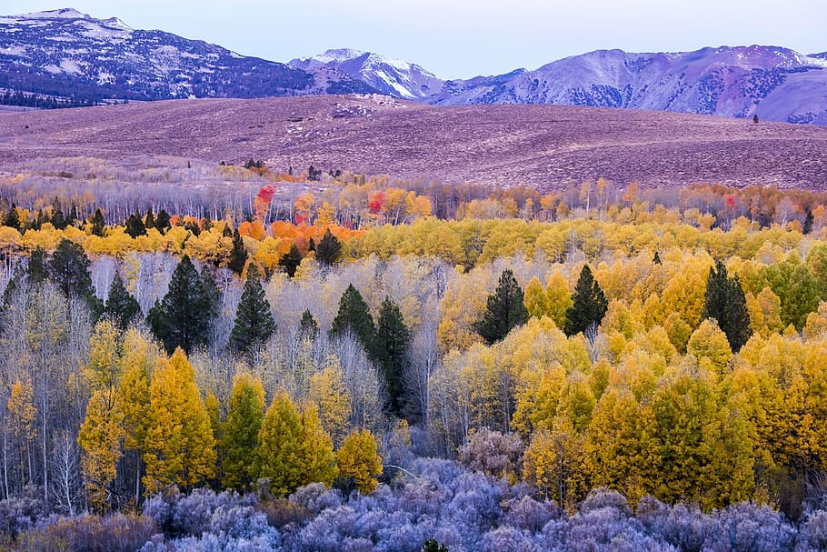 green and yellow trees, mountains, landscape, autumn, fall, leaves