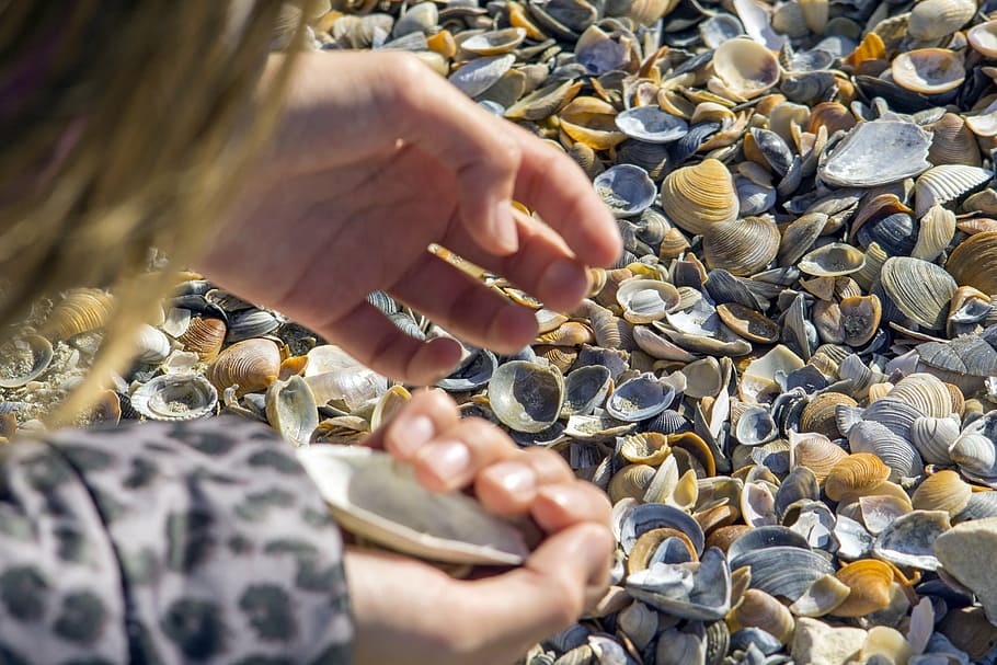 clams, search, great, hand, many, snails, sand, human hand HD wallpaper