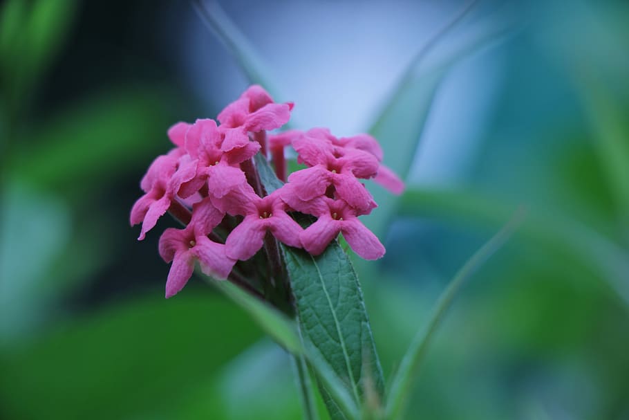 Flower, Plant, Natural, pink color, nature, growth, focus on foreground HD wallpaper