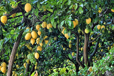 yellow fruits on trees, lemon, lemon tree, citrus fruits, green HD wallpaper