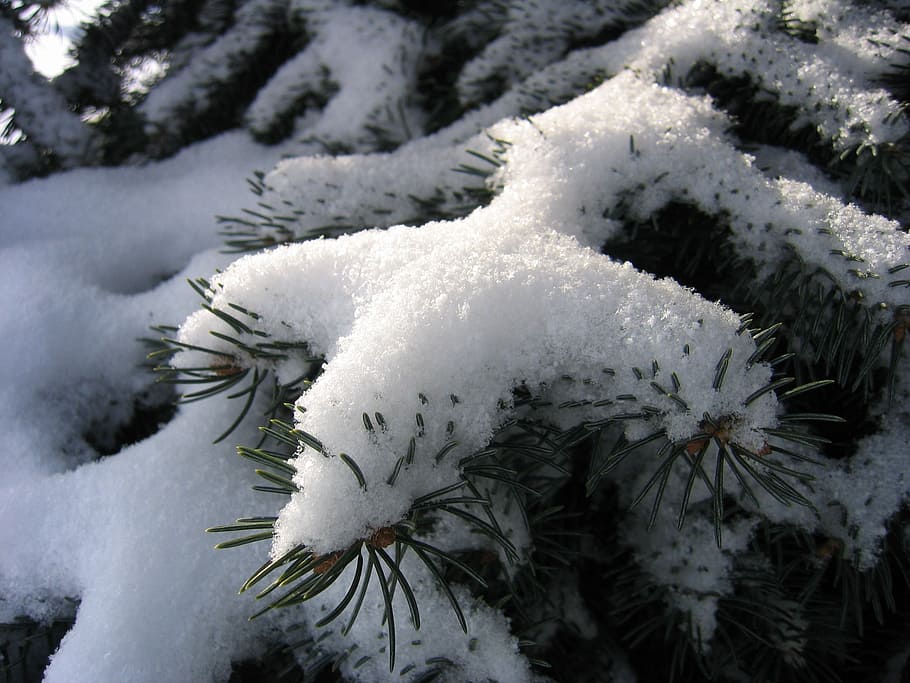 snow, winter, white, cold, season, snowfall, trees, scene, outdoor HD wallpaper