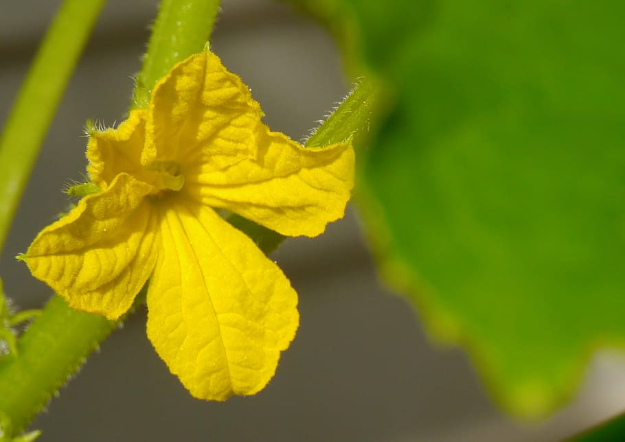 cucumber, flowers, yellow, leaf, green, garden, otsu, yokosuka HD wallpaper