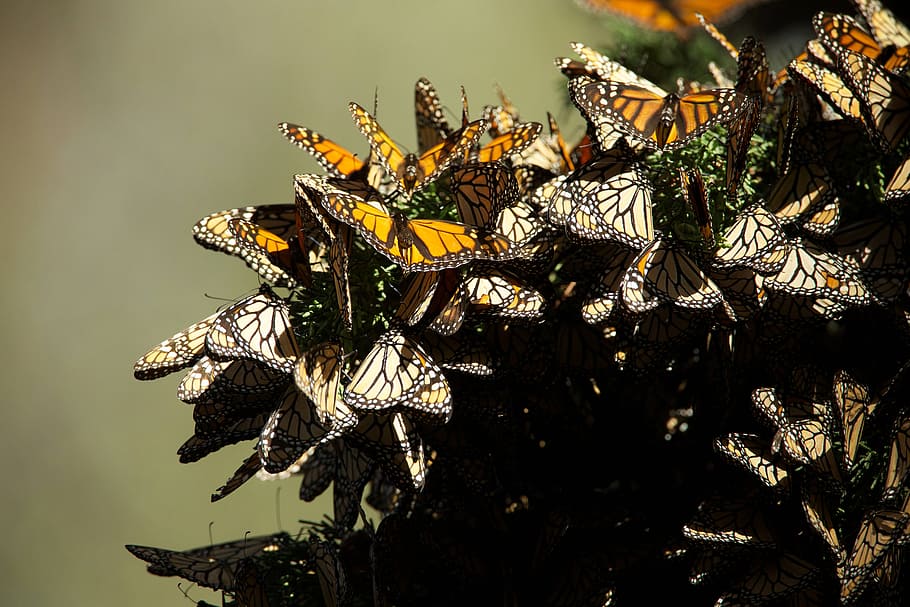 brown and black butterflies, monarch, mating, insects, colorful HD wallpaper