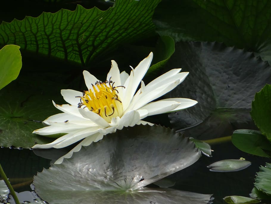 lotus, flower, pond, plant, bloom, flora, blooming, aquatic, HD wallpaper