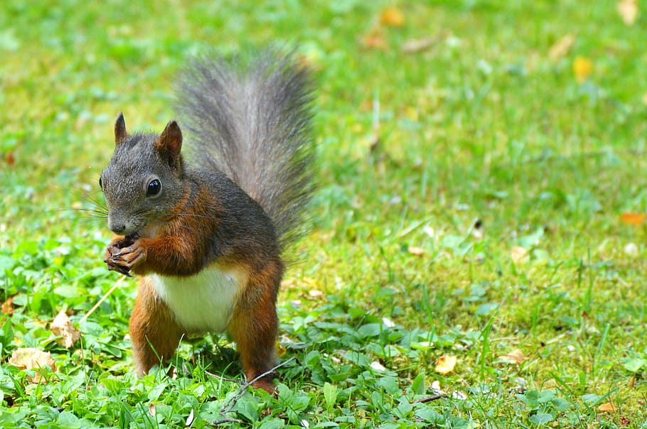 Squirrel, Nager, Rodent, Brown, Nut, possierlich, gnaw, cute, HD wallpaper