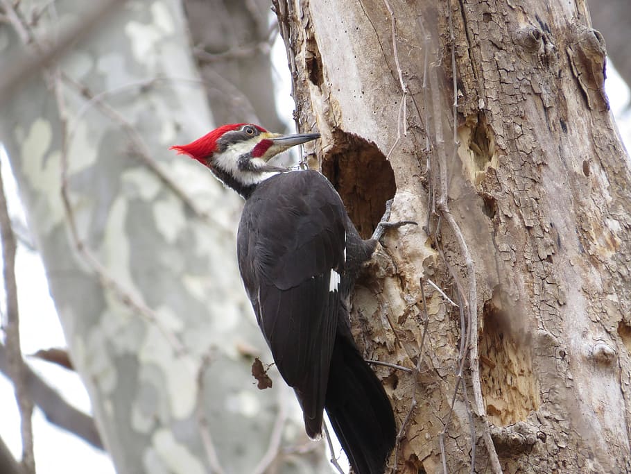 selective focus photography of wood pecker perch on tree, pileated woodpecker