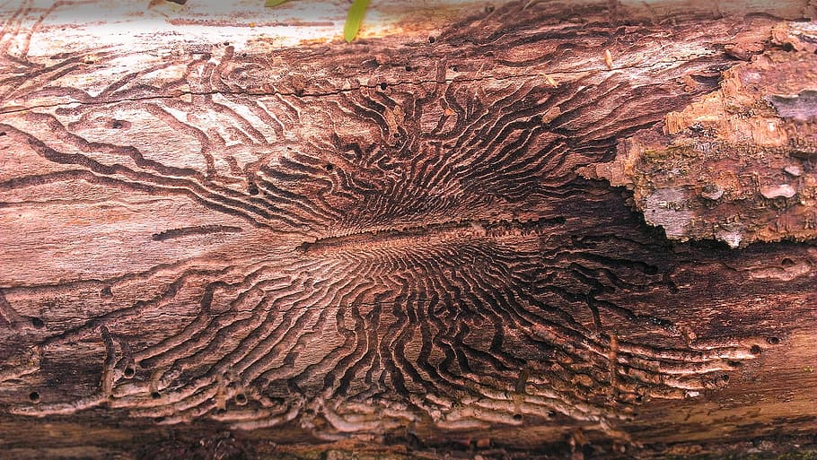 emerald ash borer, tree, destruction, d-shaped, infested, invasive HD wallpaper