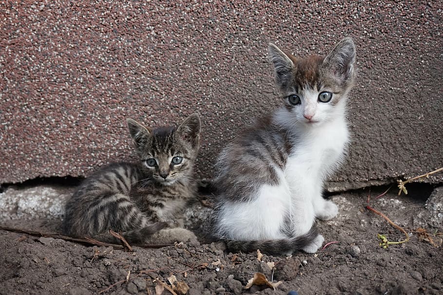 photo of two Tabby kittens, animals, cat, pet, nature, creature HD wallpaper