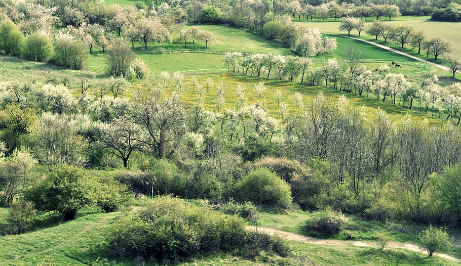 Spring, Cherry, Cherry Blossom, Trees, White, bloom, landscape HD wallpaper