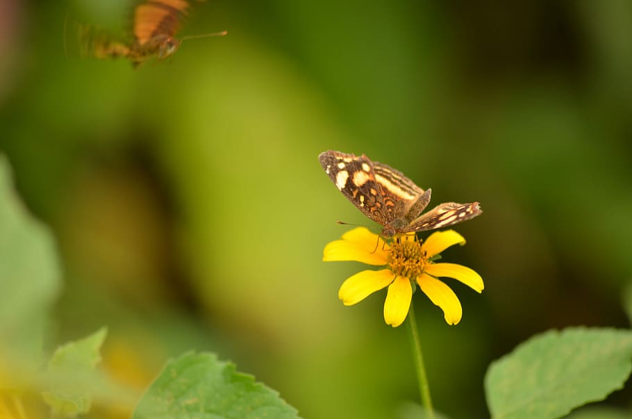 Daisy, Butterfly, Lepidopteran, Spring, garden, nature, yellow flower HD wallpaper