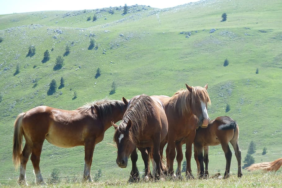 field emperor, horses, gran sasso, group of animals, animal themes, HD wallpaper