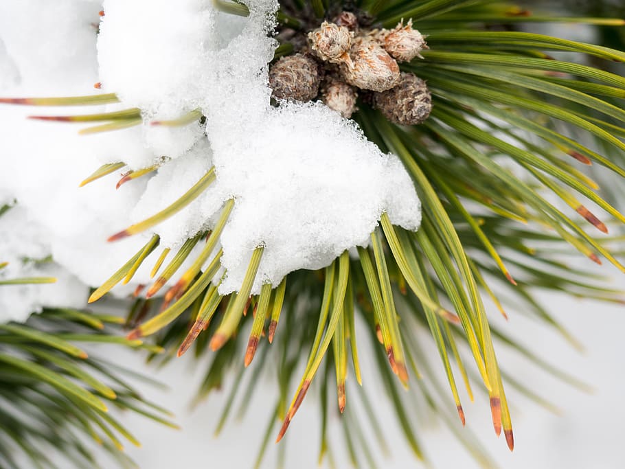 Pine Leaves Covered in Snow, ice, pine cone, seasons, weather HD wallpaper