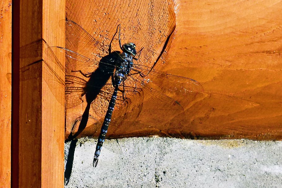 dragonfly, insect, bug, wing, sitting, fauna, nature, animal themes HD wallpaper
