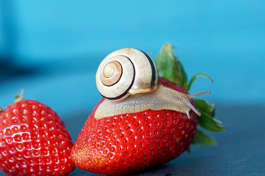 strawberry, snail, shell, probe, mollusk, slowly, reptile, close, HD wallpaper