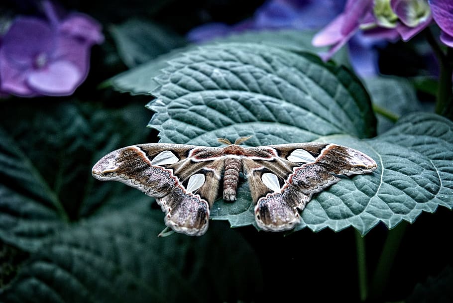 Moth Images Browse 298716 Stock Photos  Vectors Free Download with Trial   Shutterstock