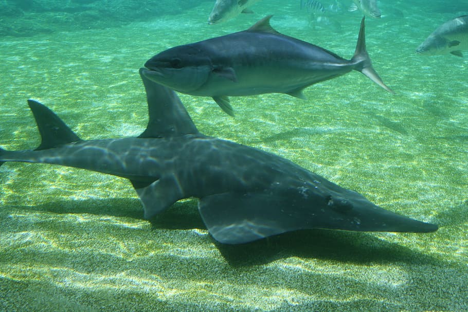 shark, fish, underwater, animal, animal themes, animal wildlife HD wallpaper