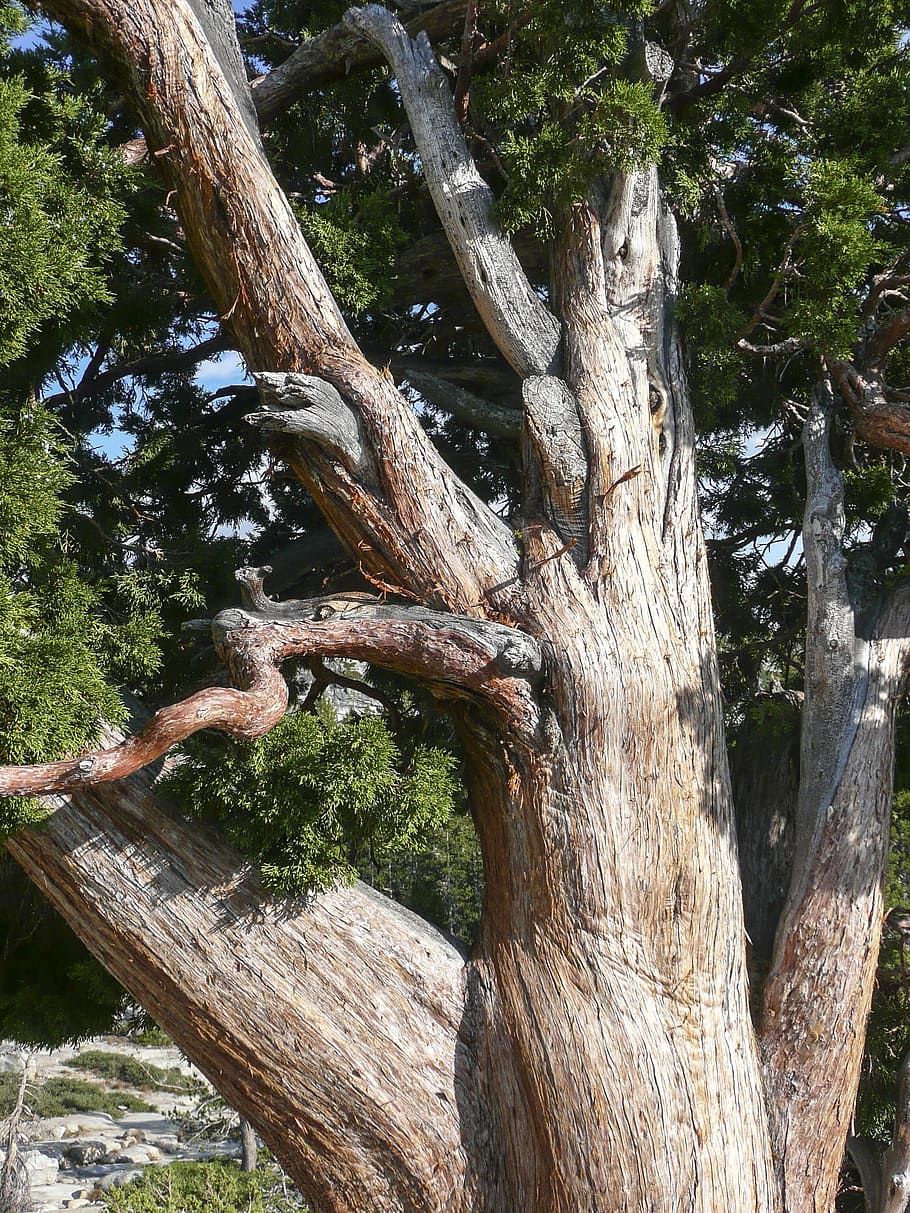 Knotty, Tree, gnarled, knobbed, snagged, dry, nature, desert HD wallpaper