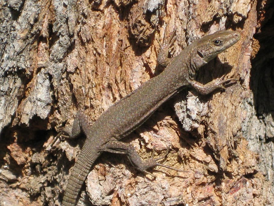 lizard, spring, vigilant, reptile, animal, vertebrate, animal wildlife HD wallpaper
