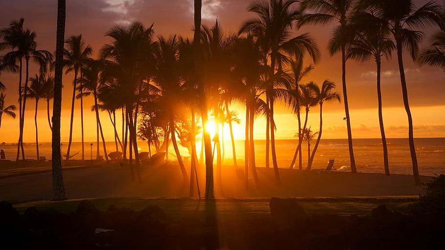 silhouette photo of palm trees during golden hour, silhouette photo of coconut trees at golden hour HD wallpaper