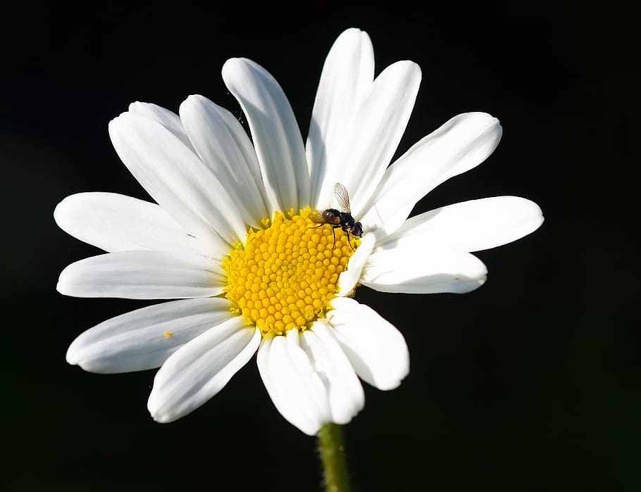 plant, nature, live, flower, flowering plant, fragility, vulnerability HD wallpaper