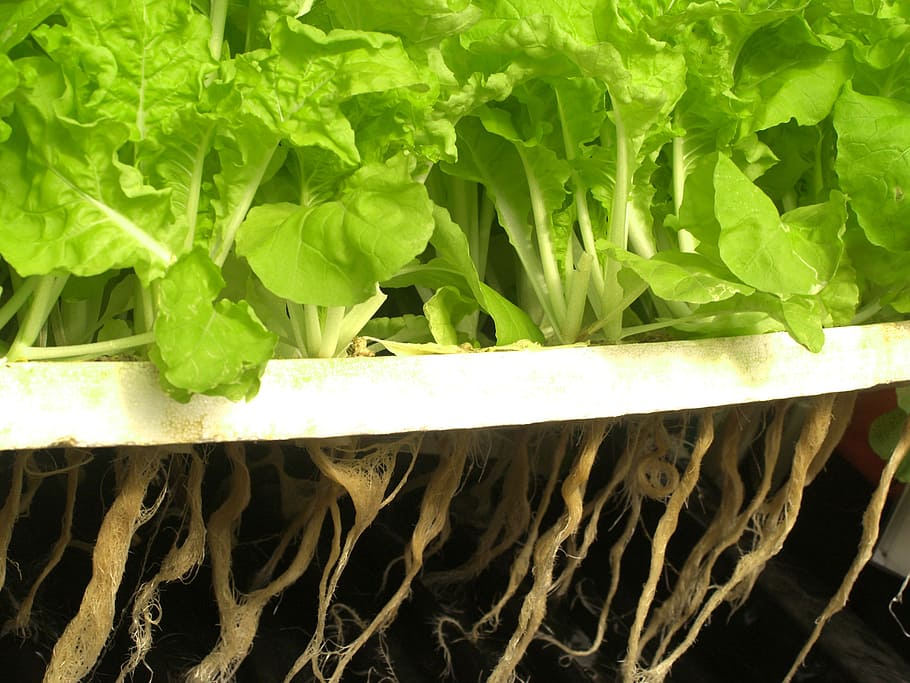 green leafed vegetables, farm, market, hydroponic, produce, lettuce, HD wallpaper