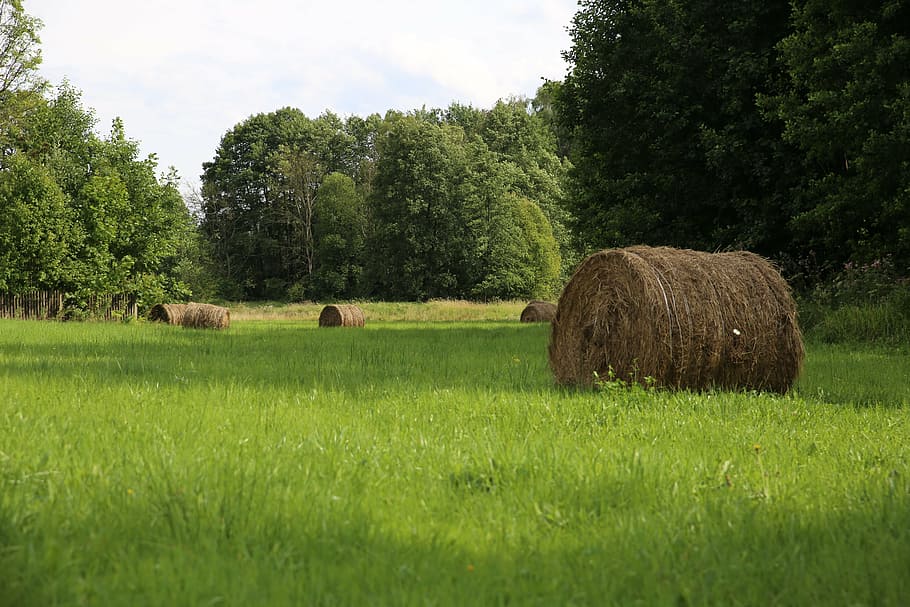 meadow, grass, forest, nature, meadow grass, green, blade of grass HD wallpaper