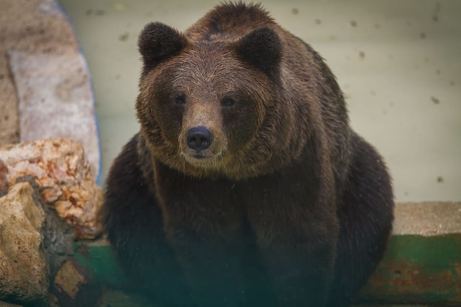 brown grizzly bear, animals, nature, animal themes, animal wildlife HD wallpaper