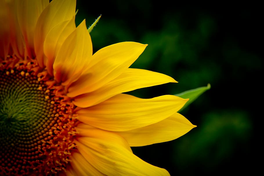 bloom, blossom, close-up, flora, flower, sunflower, flowering plant HD wallpaper