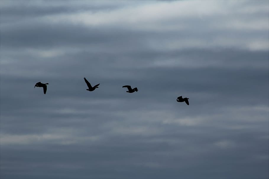 birds, clouds, sky, fly, swarm, flock of birds, migratory bird HD wallpaper