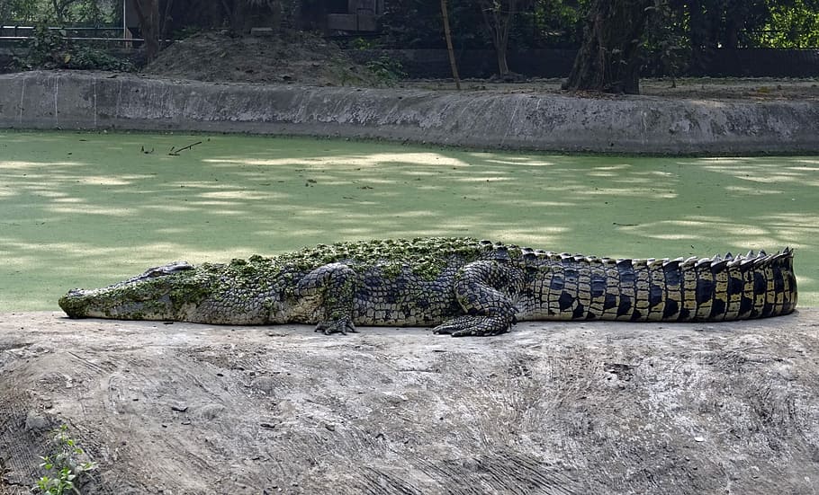 Crocodile, Salt Water, Estuarine, reptile, animal, dangerous, HD wallpaper