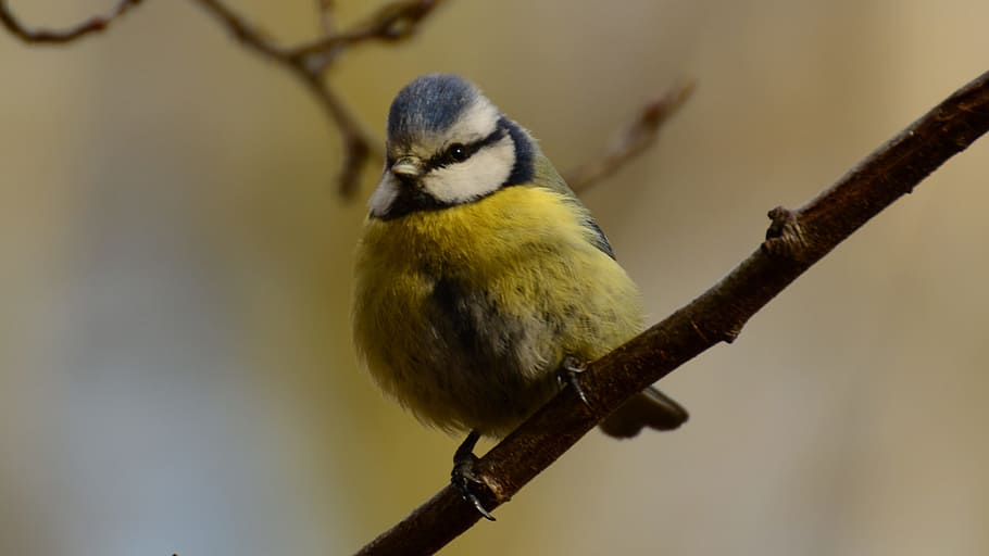 chickadee, tit, bird, one animal, animal themes, animal wildlife HD wallpaper