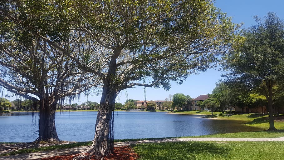 landscape, park, trees, lakes, plant, water, growth, nature HD wallpaper