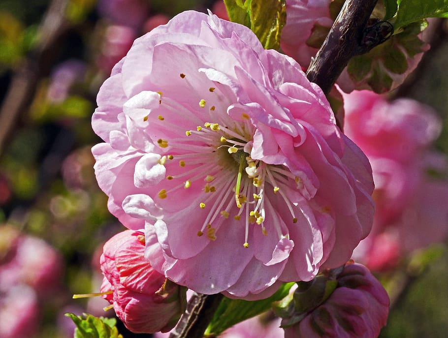almond tree, single flower, bud, macro, spring, close, plant HD wallpaper